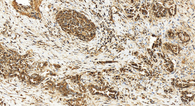 TMEM115 Antibody in Immunohistochemistry (Paraffin) (IHC (P))