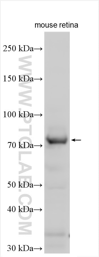 MPP4 Antibody in Western Blot (WB)