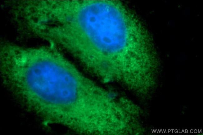 PGBD1 Antibody in Immunocytochemistry (ICC/IF)