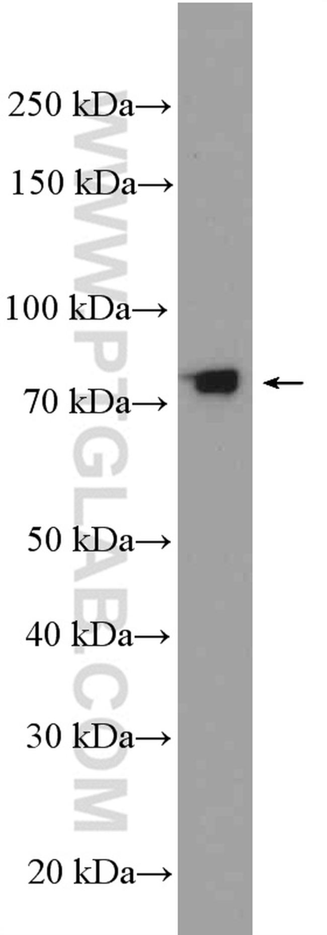 SEC14L1 Antibody in Western Blot (WB)