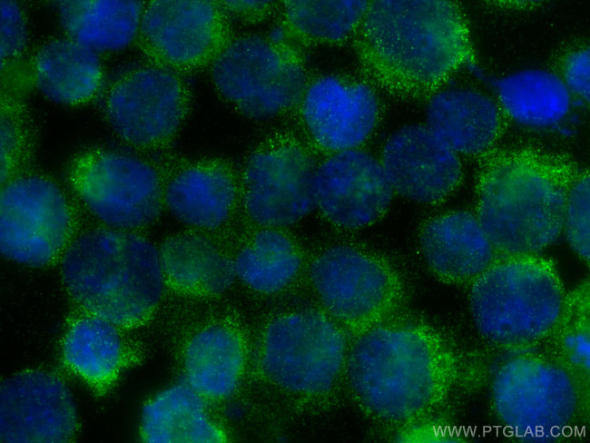 LIX1L Antibody in Immunocytochemistry (ICC/IF)