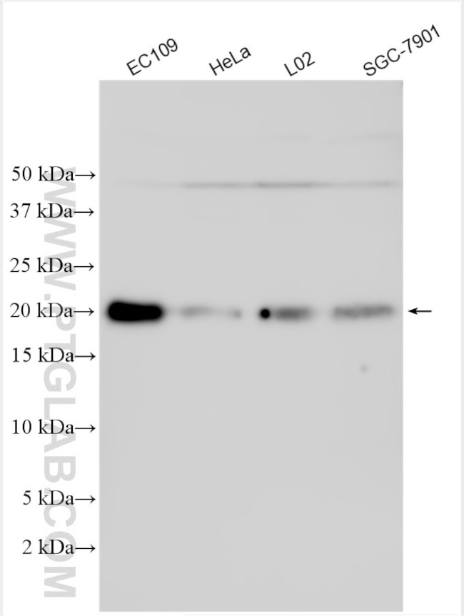 IMUP Antibody in Western Blot (WB)