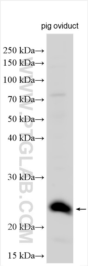 DYDC2 Antibody in Western Blot (WB)