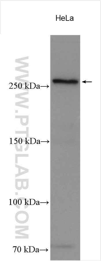 DOPEY1 Antibody in Western Blot (WB)