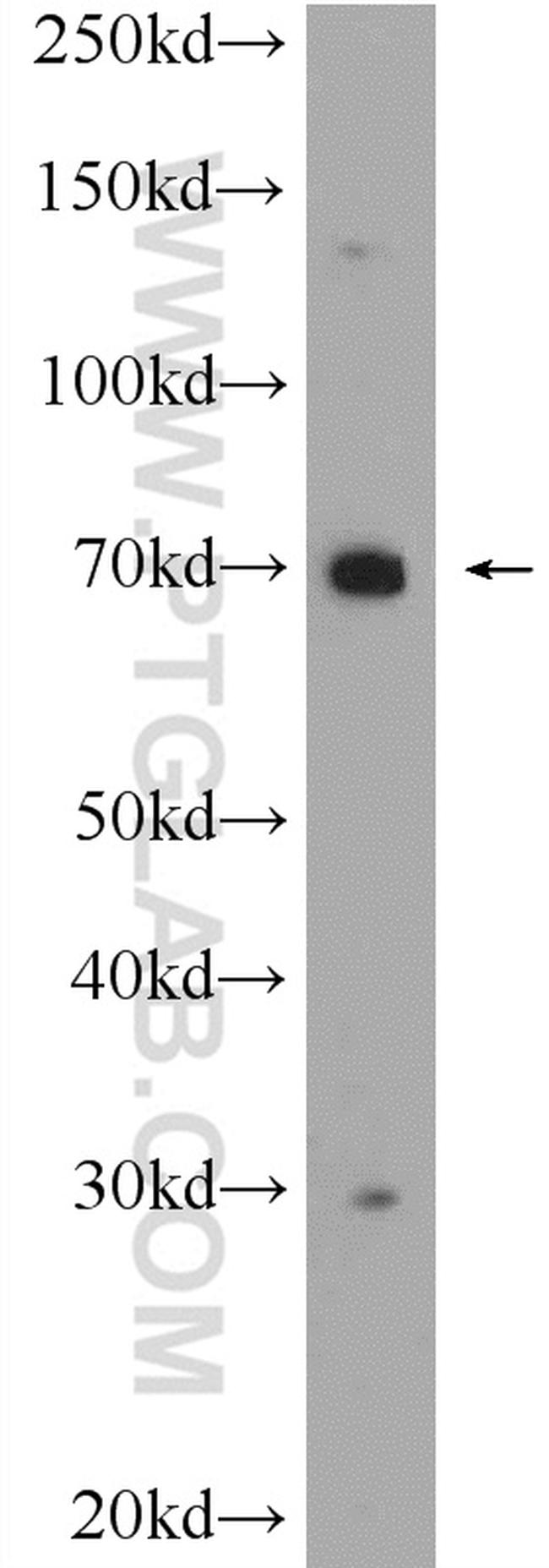 C3orf39 Antibody in Western Blot (WB)