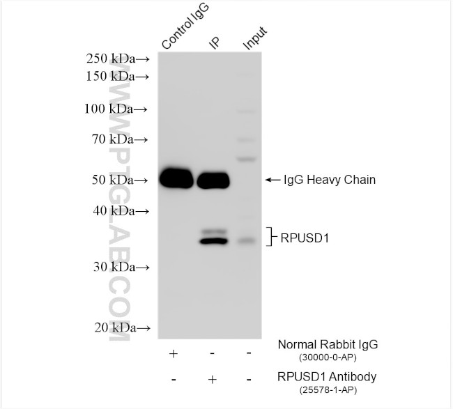 RPUSD1 Antibody in Immunoprecipitation (IP)