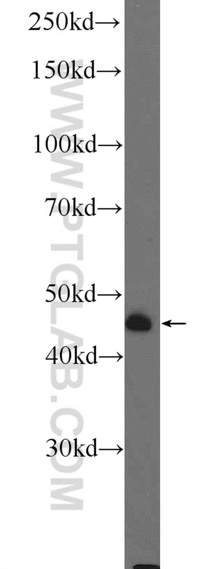 LRRC52 Antibody in Western Blot (WB)