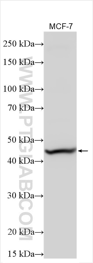 MBOAT1 Antibody in Western Blot (WB)