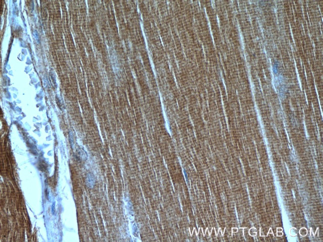 C9orf61 Antibody in Immunohistochemistry (Paraffin) (IHC (P))