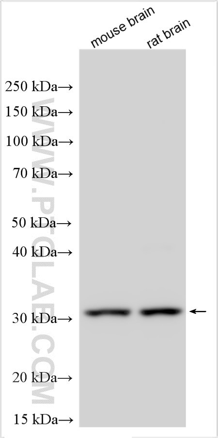 TPRG1L Antibody in Western Blot (WB)