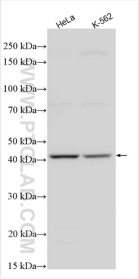 PRB1 Antibody in Western Blot (WB)