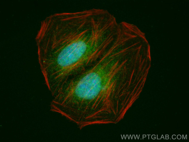 MYO18B Antibody in Immunocytochemistry (ICC/IF)