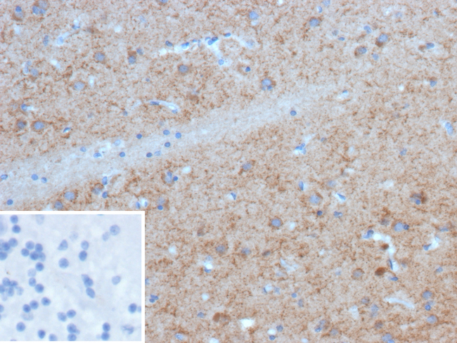 GAD1/GAD67 (GABAergic Neuronal Marker) Antibody in Immunohistochemistry (Paraffin) (IHC (P))