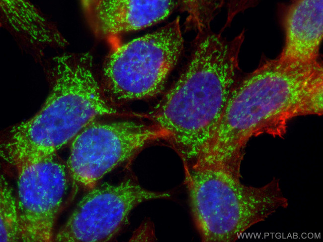 CHCHD5 Antibody in Immunocytochemistry (ICC/IF)