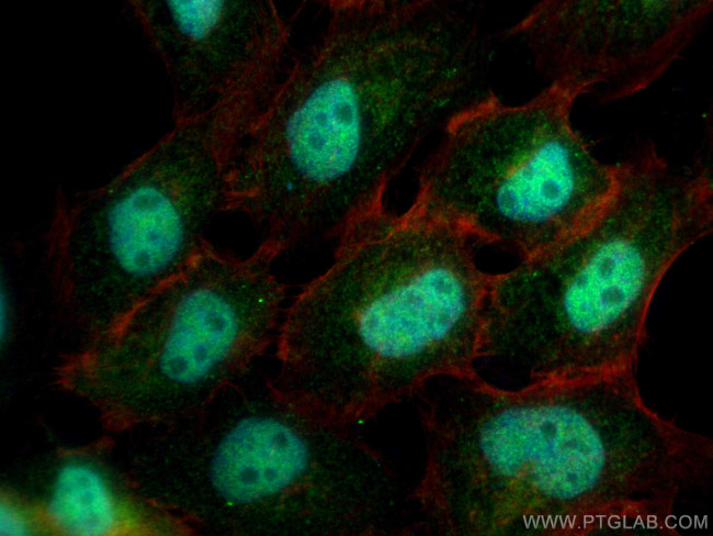 FAM135A Antibody in Immunocytochemistry (ICC/IF)