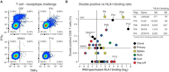 IFN gamma Antibody in Flow Cytometry (Flow)