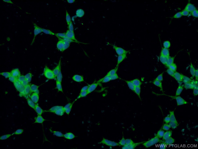 CCDC88C Antibody in Immunocytochemistry (ICC/IF)
