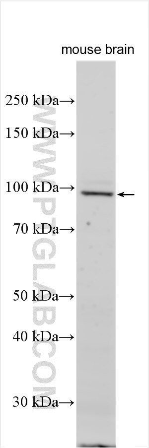 G6PC Antibody in Western Blot (WB)