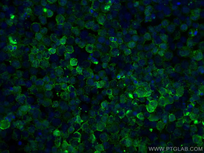 MYO1G Antibody in Immunocytochemistry (ICC/IF)