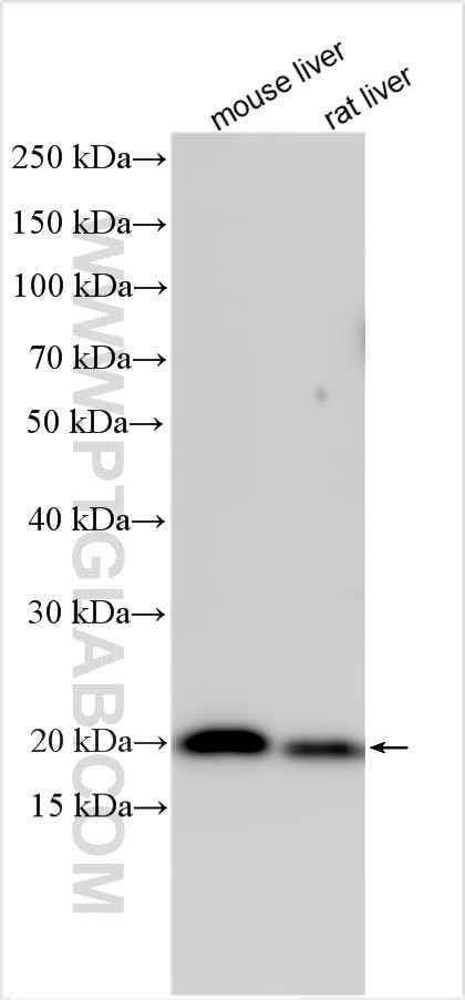 PLA2G12B Antibody in Western Blot (WB)