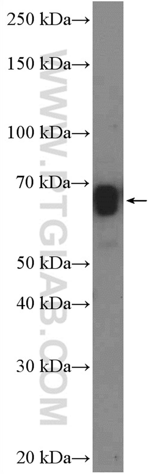 ZNF639 Antibody in Western Blot (WB)