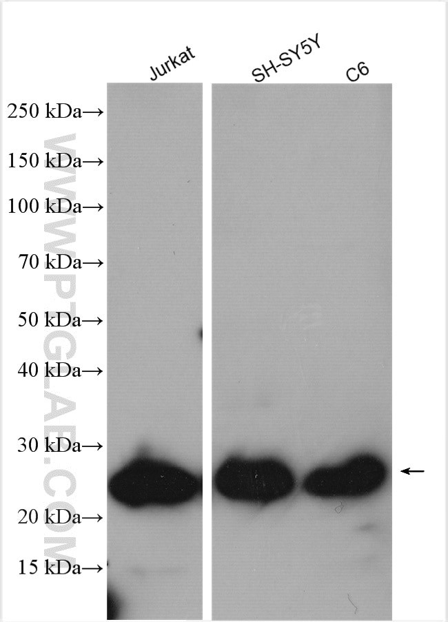 ZMAT2 Antibody in Western Blot (WB)