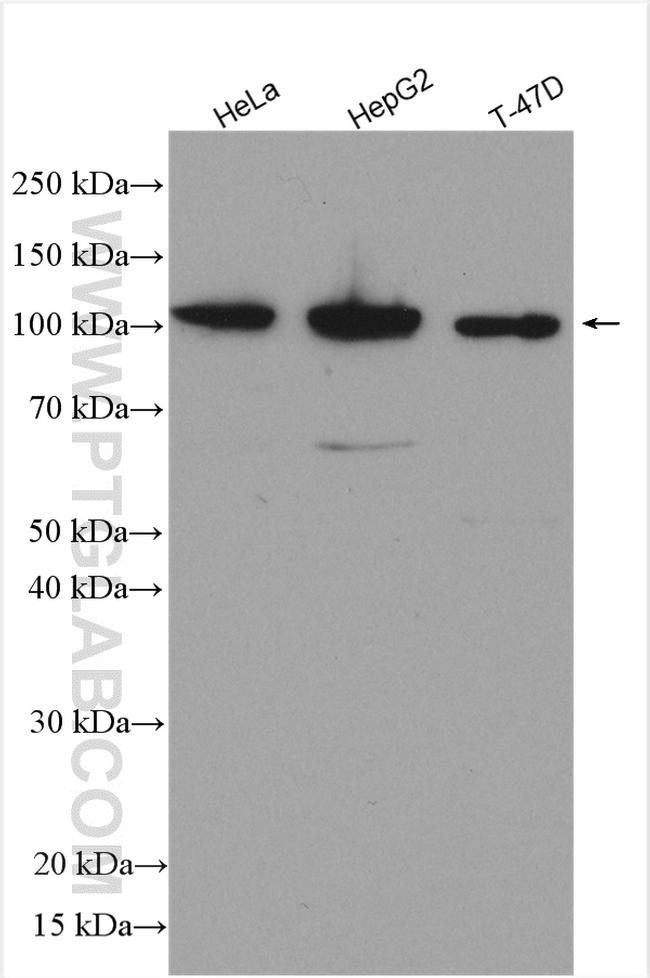ROR2 Antibody in Western Blot (WB)