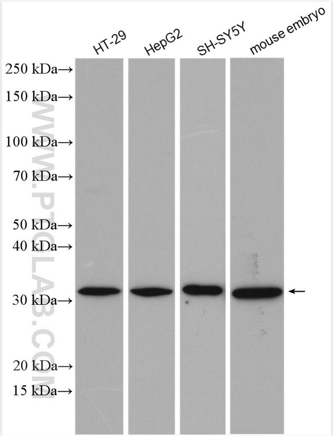 ISOC1 Antibody in Western Blot (WB)