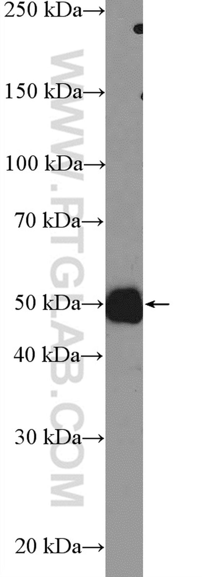 AVEN Antibody in Western Blot (WB)