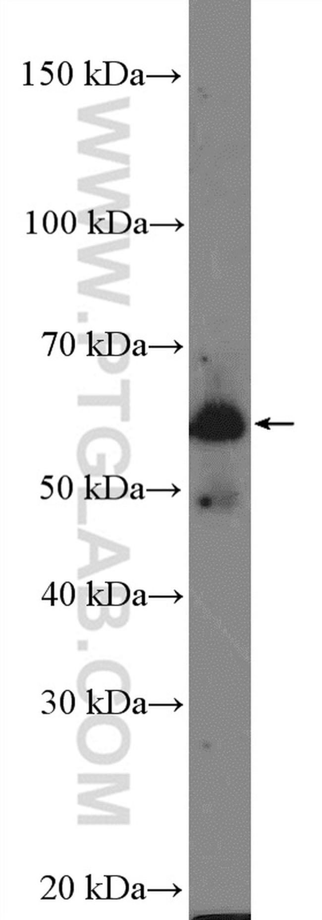 SPATC1 Antibody in Western Blot (WB)