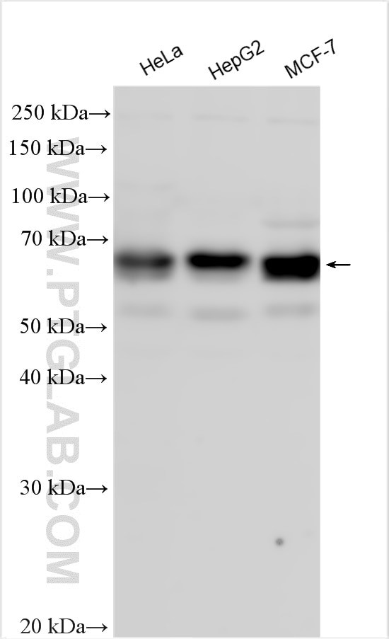 PHF23 Antibody in Western Blot (WB)