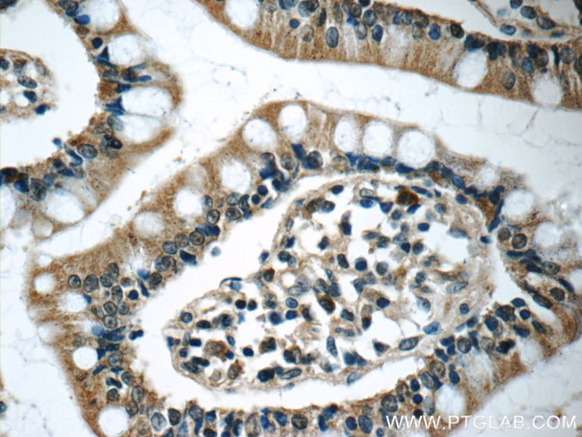 humanin Antibody in Immunohistochemistry (Paraffin) (IHC (P))