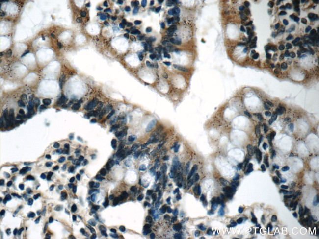 humanin Antibody in Immunohistochemistry (Paraffin) (IHC (P))