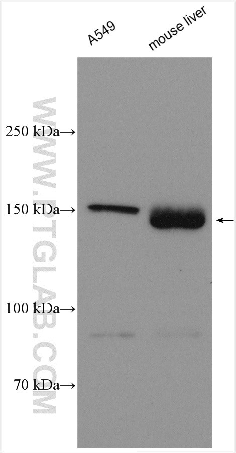 PIK3C2G Antibody in Western Blot (WB)