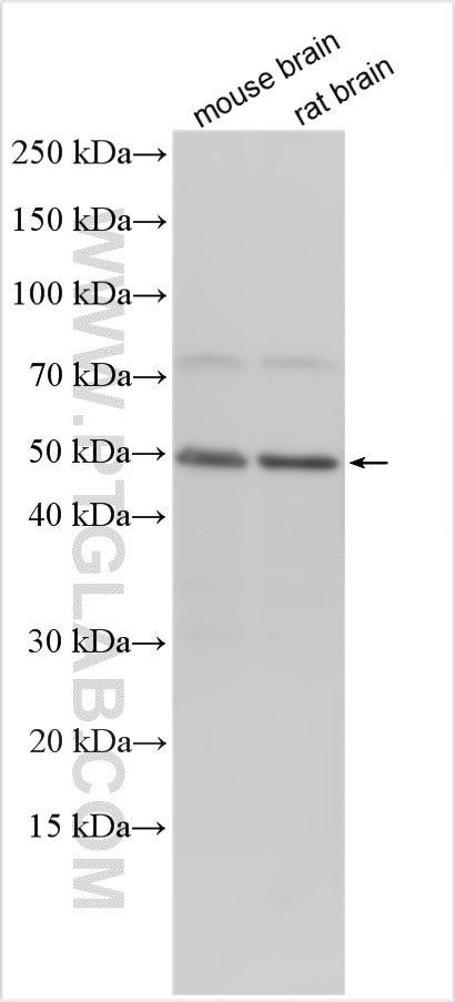 SCN3B Antibody in Western Blot (WB)