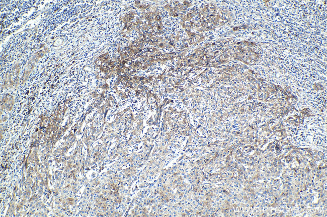 SNAT2 Antibody in Immunohistochemistry (Paraffin) (IHC (P))
