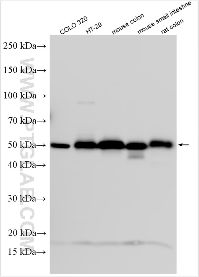 GPA33 Antibody in Western Blot (WB)