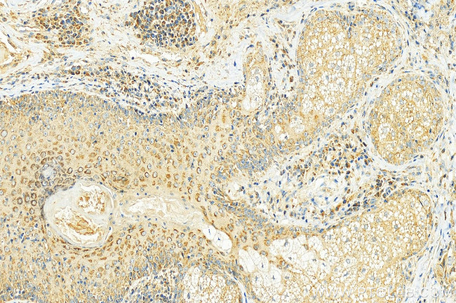MFG-E8 Antibody in Immunohistochemistry (Paraffin) (IHC (P))