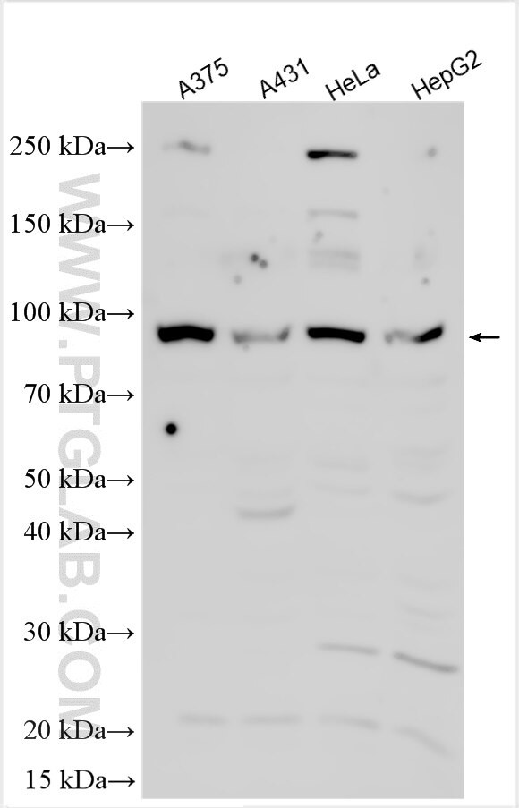 CXorf57 Antibody in Western Blot (WB)