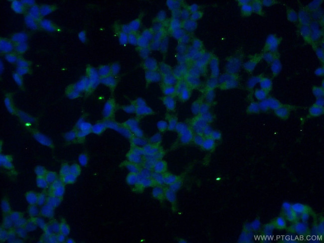 Icln Antibody in Immunocytochemistry (ICC/IF)