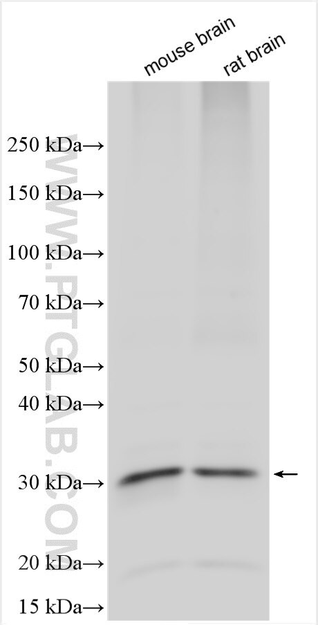 Repetin Antibody in Western Blot (WB)