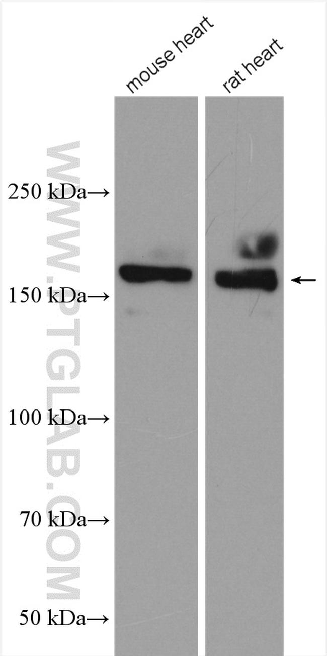 NRAP Antibody in Western Blot (WB)