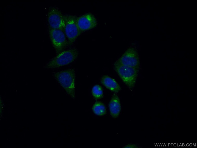 FAM120C Antibody in Immunocytochemistry (ICC/IF)