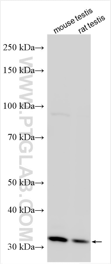 PRDM8 Antibody in Western Blot (WB)