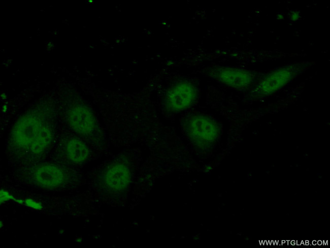 C20orf20 Antibody in Immunocytochemistry (ICC/IF)