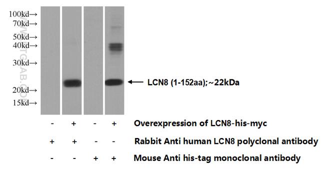 LCN8 Antibody in Western Blot (WB)