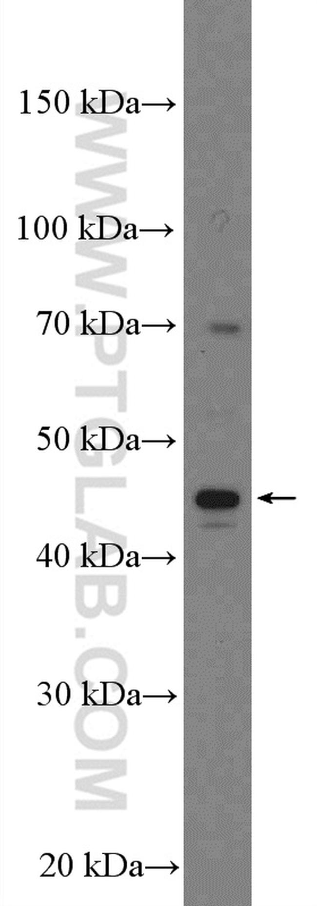 PEDF Antibody in Western Blot (WB)