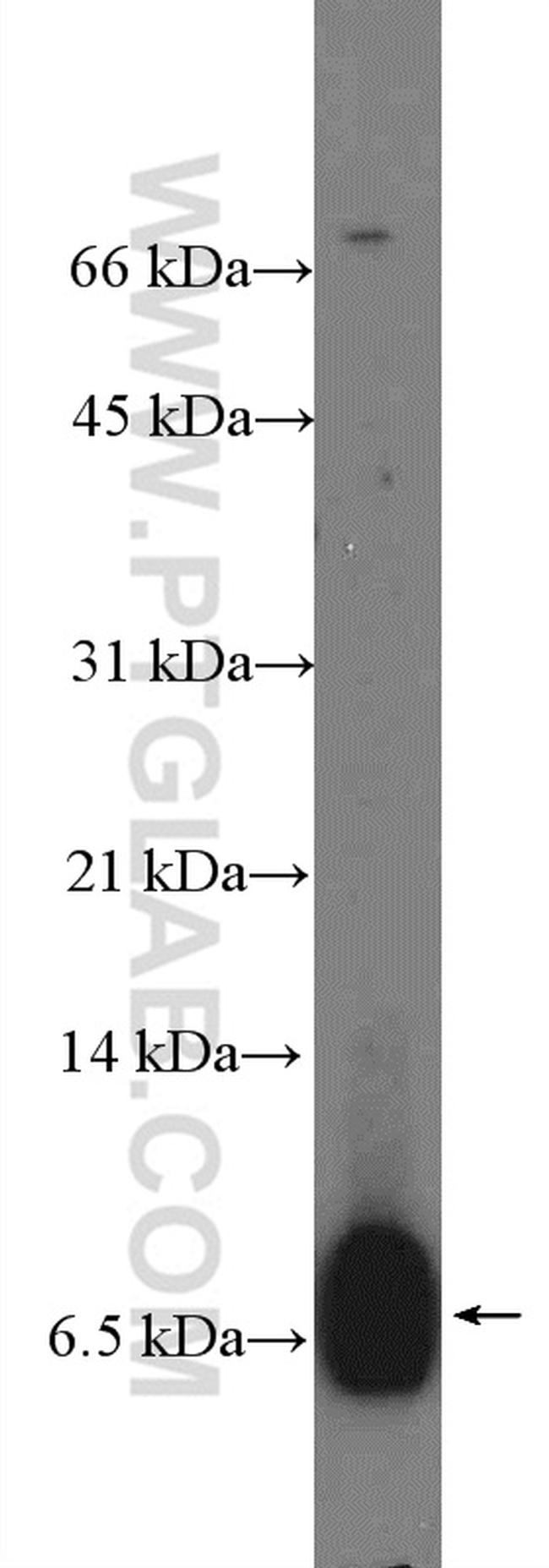 C4orf7 Antibody in Western Blot (WB)