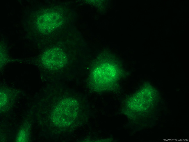 SLFN11 Antibody in Immunocytochemistry (ICC/IF)