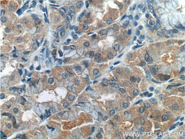 RLN3 Antibody in Immunohistochemistry (Paraffin) (IHC (P))